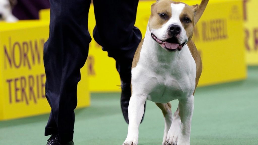 Who Let the Dogs Out American Kennel Club Comes to San Diego NBC San